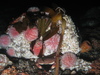 Echinus esculentus 