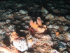 Ophiothrix fragilis 