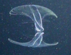 lobate ctenophore
