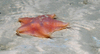 Hymenaster pellucidus 