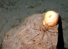 Sea spider on tubular sponge 