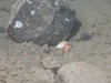 Hermit Crab