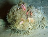 Bryozoa clump of several species