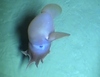 Cirroteuthis sp., Dumbo Octopus