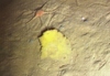 Sponge, unidentified
