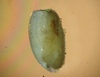 Gastropoda sp.
