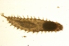 Dorvilleidae sp.