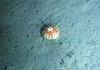 Echinus sp. (sea urchin)