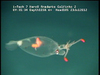 Leachia sp. cranchiid squid