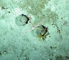 Octacnemidae
