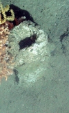 Porifera
