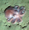 Octopodidae
