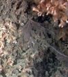 Crinoidea