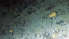 Porifera Yellow Lobose
