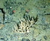 Porifera Yellow Branching