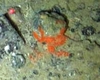 Demospongiae Orange Encrusting