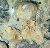 Porifera Brown Lamellate