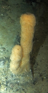 Porifera Yellow Columnar