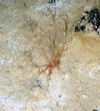 Holothuroidea