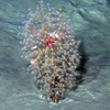 Chrysogorgiid coral with Chirostylid crustacean