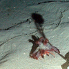 Hermit crab and anemone