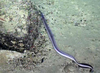 Nettastoma melanurum