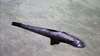Bathysaurus ferox
