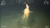 Bathyphysa conifera? (Rhizophysid Siphonophore)