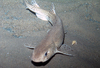 Small spotted catshark/Lesser-spotted dogfish
