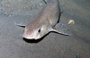Small spotted catshark/Lesser-spotted dogfish