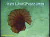 Swimming sea cucumber