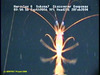 Plesiopenaeus shrimp