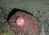 Sea Urchin (?Echinus acutus)