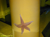 Common sea star