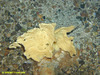 Bracket shaped sponge (unidentified)