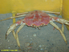 Geryon crab